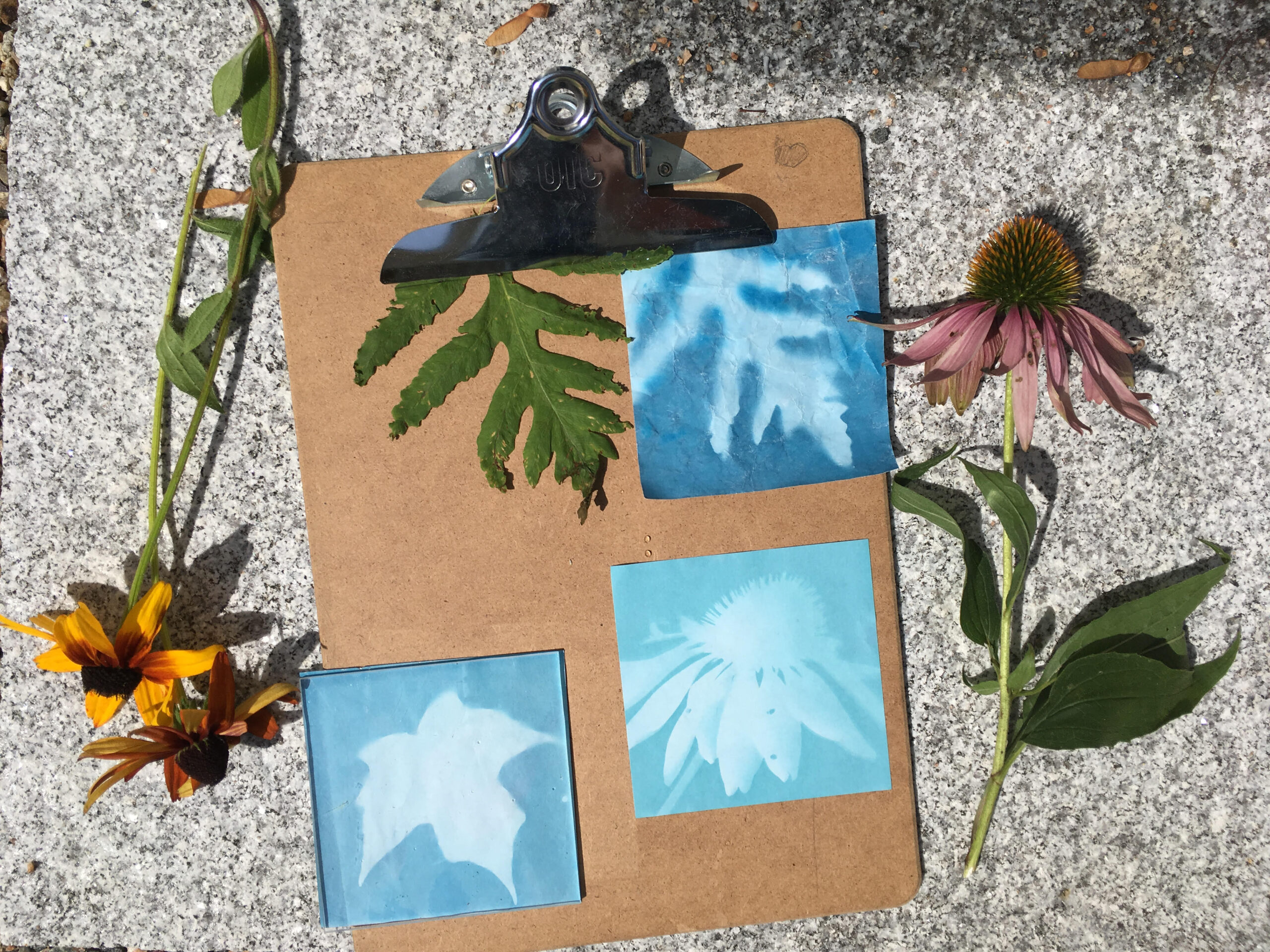 Printing in the Meadow: <br/> Cyanotypes <br/> July 22, 2026